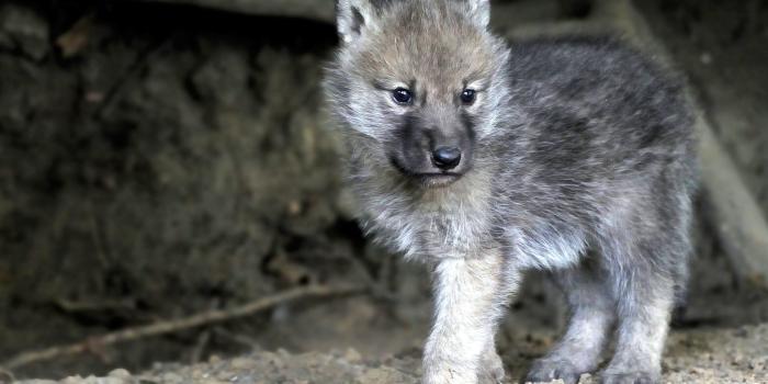 2048x1362 Baby Wolf Wallpaper (69+ images)