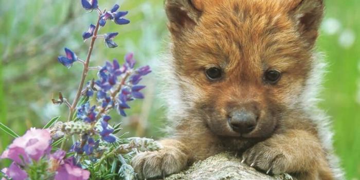 1024x768 the Anubian's wolf pack images wolf images HD wallpaper and