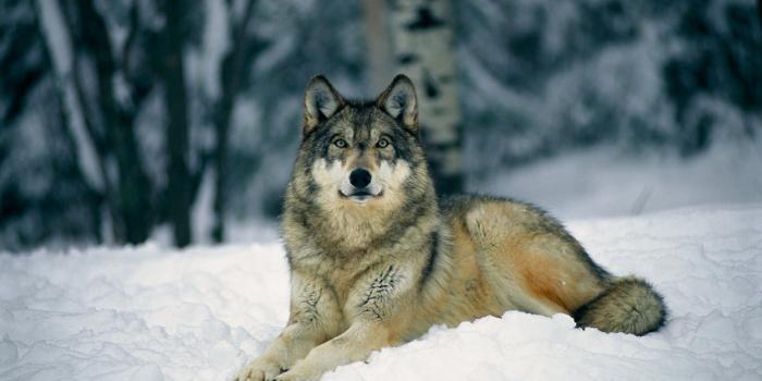 1920x1080 Baby Wolf Wallpapers - (65+ images)