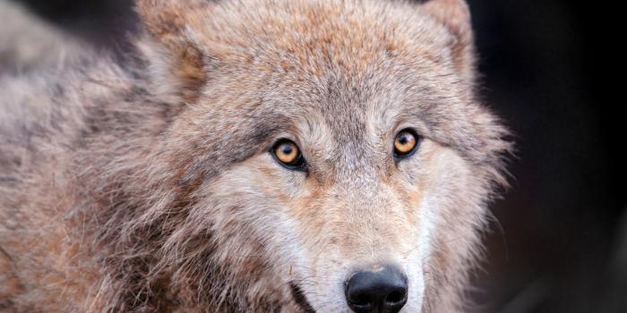 1920x1200 A cute wolf looking at me 1920x1200 Wallpaper