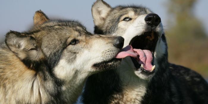 1920x1080 Cute Wolf Wallpaper Group (31+), Download for free