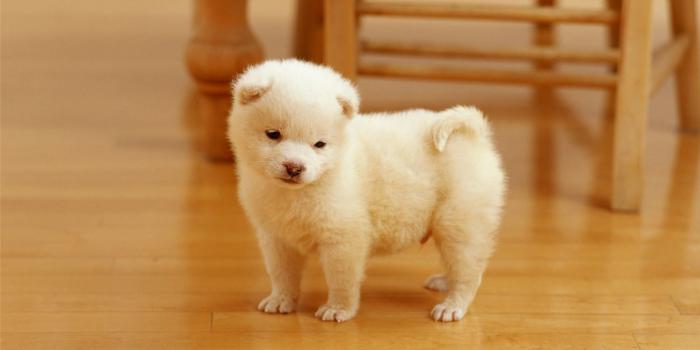 1920x1080 Desktop cute wolf pup images wallpaper