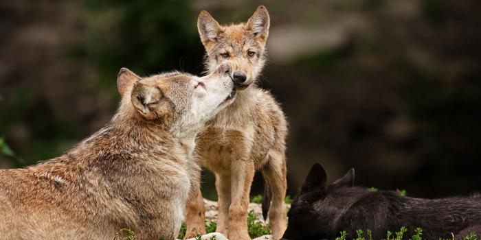 1920x1200 Baby Wolf Wallpaper ·① WallpaperTag