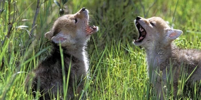 1920x1080 Cute Baby Wolf Wallpaper on MarkInternational.info