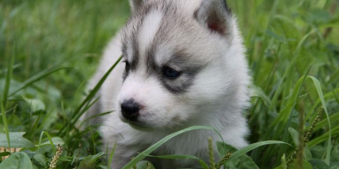 2560x1600 Wolf wallpaper