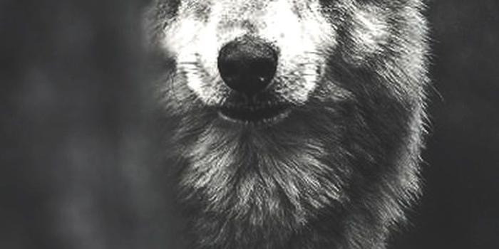 744x1392 Cute Wolf Wallpaper Iphone | Djiwallpaper.co