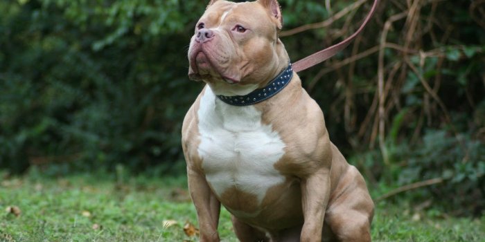 1600x1067 Pitbull Dog Live Wallpaper HD for Free Download on 1920×1080 Pitbull