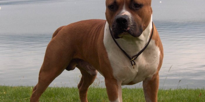 2091x1952 Brown American Pitbull Dog Hd Wallpapers New Desktop Background