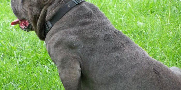 1517x1182 Source: Bully Wallpapers-KEN845B.jpg | Wallperio.com™