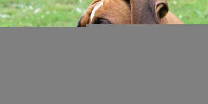 1270x850 Boxer - Viral Fancy