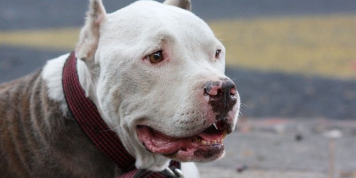 1440x900 pitbull dog hd new wallpaper wide free | Animals | Pitbull wallpaper