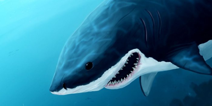 1190x942 Abstract Shark Design Wallpaper Hd | Mac Wallpapers