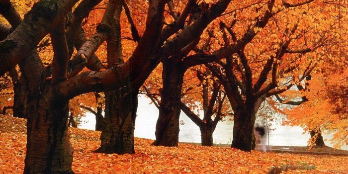 1024x768 Nature: Canada Ontario Toronto High Park Autumn, picture nr. 8711