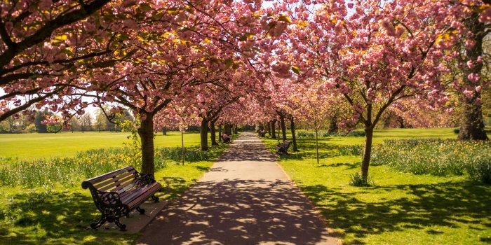 5120x2880 Park Alley Springtime ❤ 4K HD Desktop Wallpaper for 4K Ultra HD TV