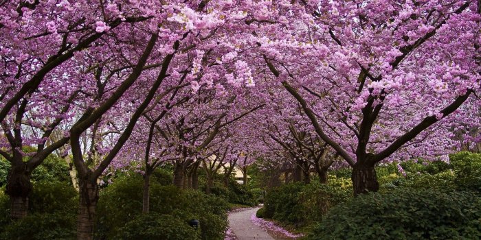 2000x1333 HD Nature Wallpapers, Cherry, Landscape Wallpapers, High Resolution