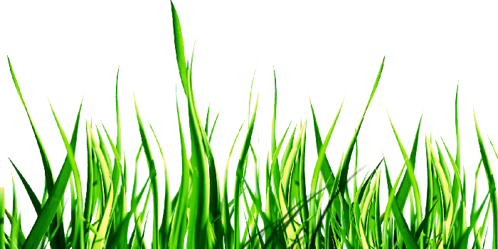 1600x1200 Full type | High Park, wallpaper bright