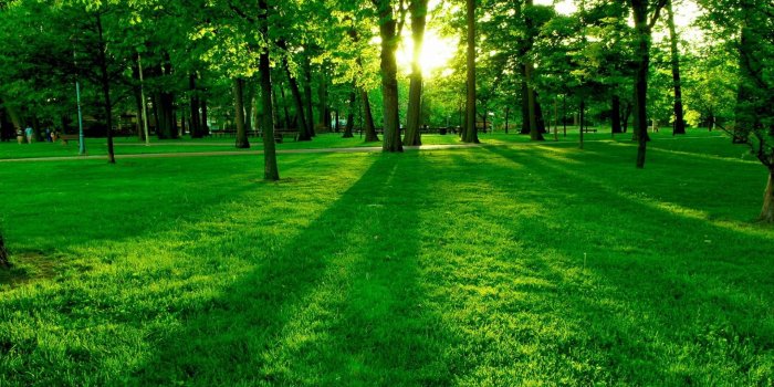 1920x1080 Green Park Wallpaper Free Mobile Phone Wallpapers HD HD Wallpapers