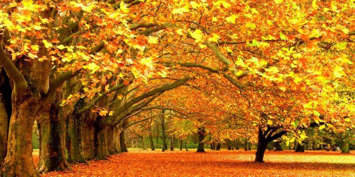 1920x1080 Bench Autumn Park High Resolution Stock Images wallpaper