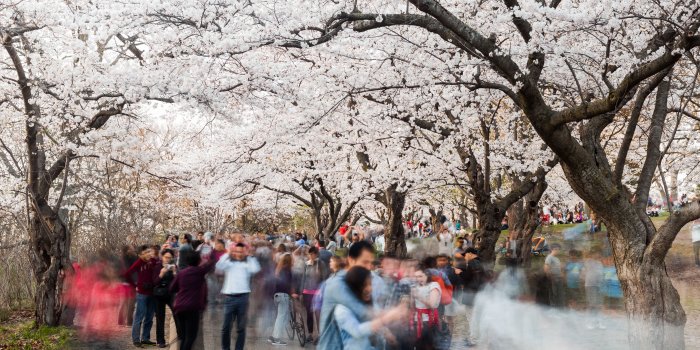 8280x6208 sakura in high park Archives - Duncan.co