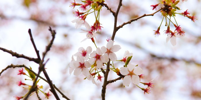 5120x1920 Cherry Blossoms At High Park ❤ 4K HD Desktop Wallpaper for 4K Ultra