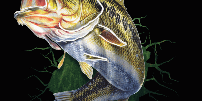 800x1334 Phone Wallpapers – Basscasters