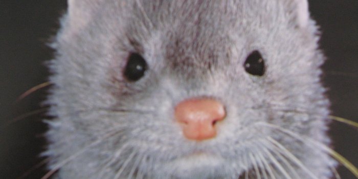 2560x1920 A silver mink! Isn't it beautiful? | Weasels | Mink, Animals, Beautiful