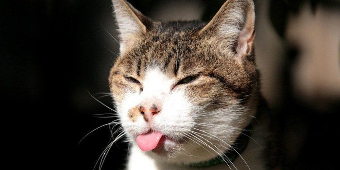 1024x768 20 Funny And Cute kitty Cats Pictures | CATS | Funny cat wallpaper