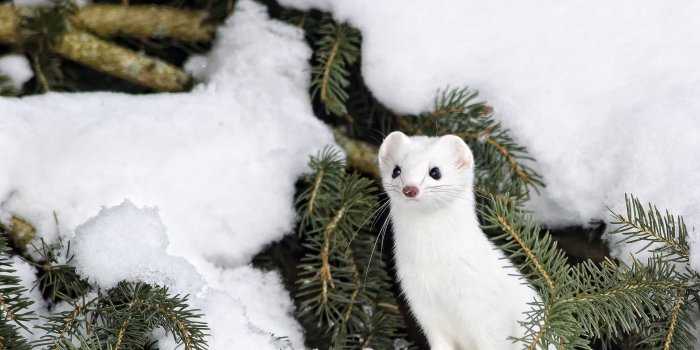 3840x2160 Winter Animal Background | Animals Wallpapers | Animal wallpaper
