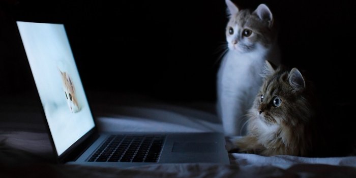 1920x1200 Funny Cat Wallpaper For Desktop #6989703