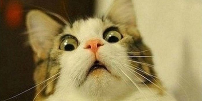 1261x943 Cat Funny Wallpaper 79 - Funny Cats (#948923) - HD Wallpaper Download