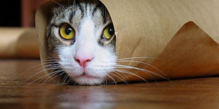 1024x768 Funny Cats Wallpaper | Funny Cats Hd Wallpaper, You can see …