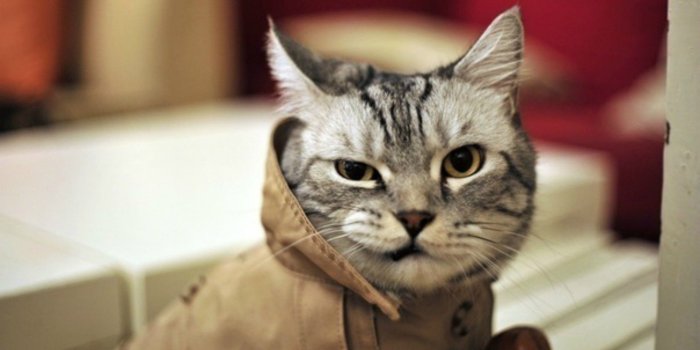 2560x1600 Funny Cat Wallpapers : Find best latest Funny Cat Wallpapers for