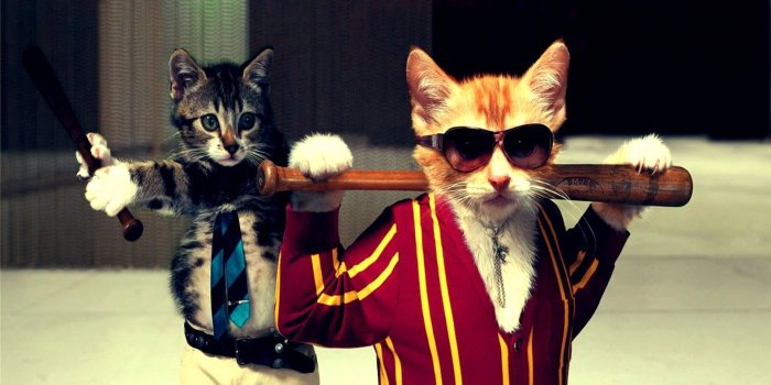 1920x1080 HD Funny Cat Wallpapers | HD Wallpapers