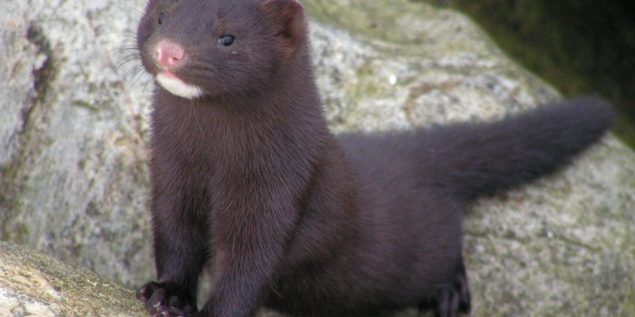 1600x1200 American Mink! How can you kill and wear this???? It's so cute