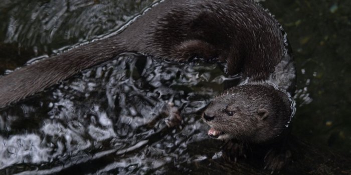 1024x768 Slippery souls: The otter's survival instinct