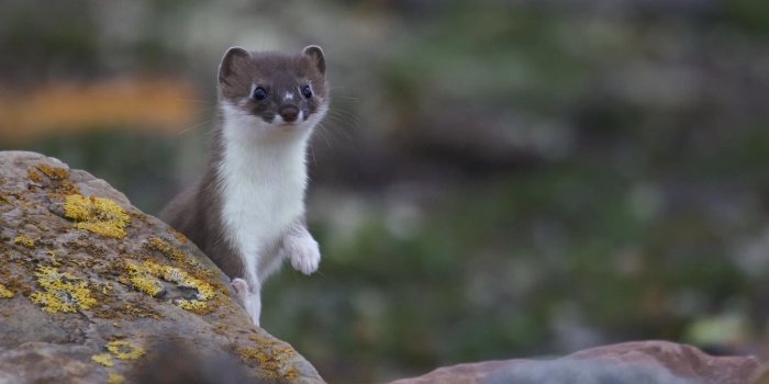 4096x2160 weasel 4k ultra hd wallpaper | ololoshenka | Animal wallpaper