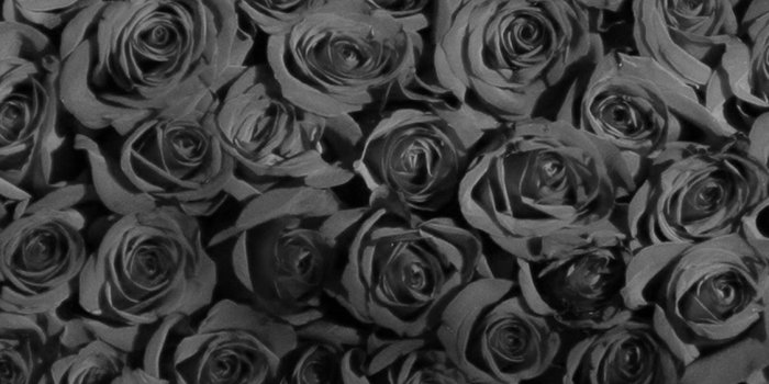 1125x2436 Rose Dark Bw Pattern #iPhone #X #wallpaper | iPhone X Wallpapers in