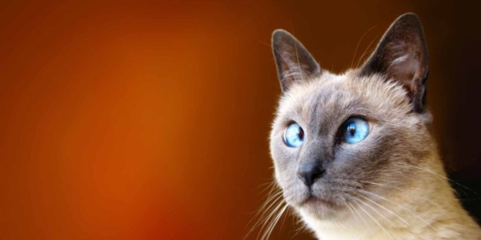 1920x1080 Funny Cat Wallpaper - Imgur