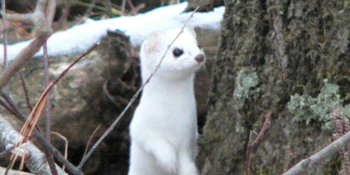 1024x768 The World's most recently posted photos of ermine and mammals