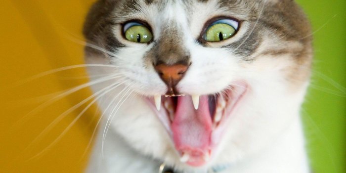 1600x1200 Funny Cat Desktop Wallpapers