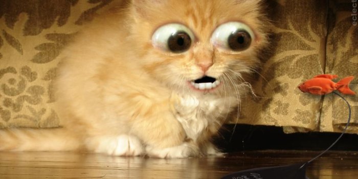 1024x768 Free Cat Screensavers | Angry Cat Quotes | Cat's ( Meow-Meow