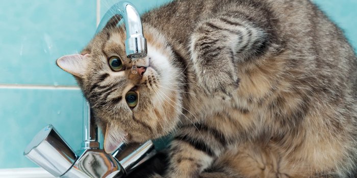 1920x1200 16 Funny Cats wallpapers High Quality Download, Funny Cat Backrounds