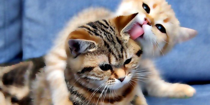 1024x768 Funny cat wallpapers | Funny cat wallpapers | Billi Bouden