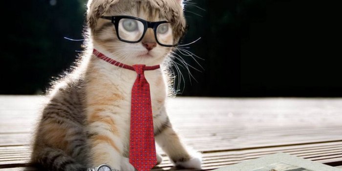 1366x768 Cute and Funny Cat Wallpapers HD