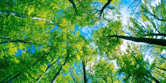 2560x1600 Desktop Wallpaper Trees (52+ images)