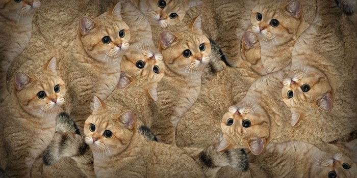 1366x768 Funny Cat Wallpaper | 1366x768 | ID:32767