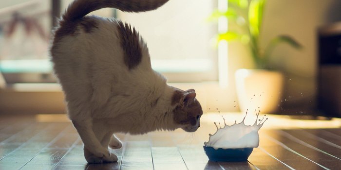 1920x1080 New Cats Wallpapers Download 79 Cute Cat Pics & HD Images Free