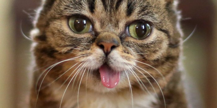 1728x2250 Cats Wallpapers Famous Funny Cat - WallpaperCanyon