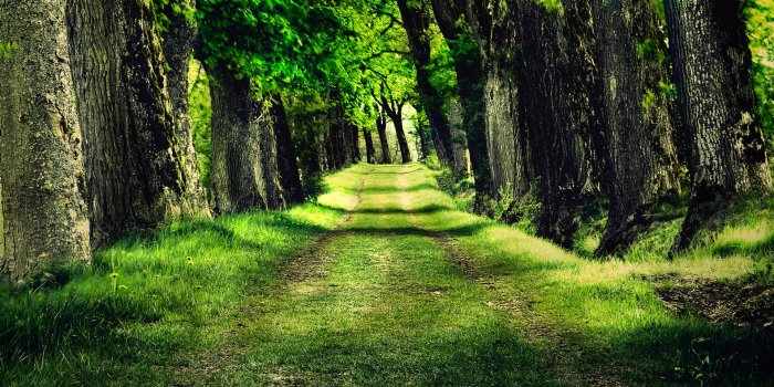 1920x1200 Free Desktop Wallpapers Trees