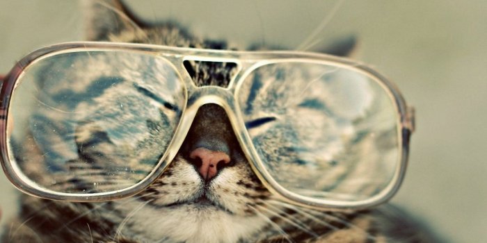 1280x804 Funny Cat wallpapers | Funny Cat stock photos